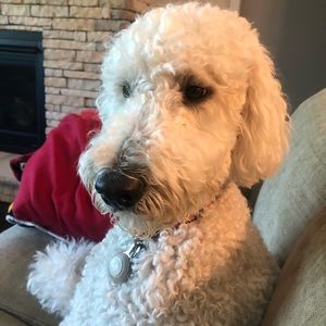 Meet your Posher, Shelby